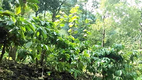Java coffee trees on coffee plantation Video stock 123759537