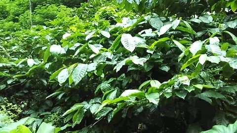 Java coffee trees on coffee plantation on the mountain Video stock 124453110