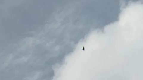 Java eagles Video stock 222439880