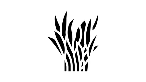 Java fern glyph icon animation Stock Footage 222849805