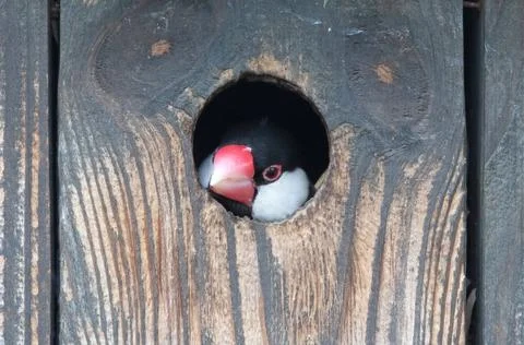 Java Finch emerging from a hole in a birdhouse Stock Photos