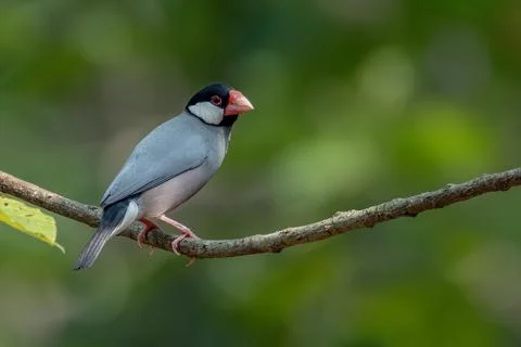 Java finch, Java sparrow, padda oryzivora, over a branch Stock Photos