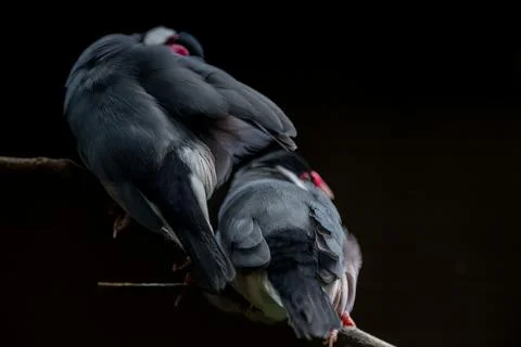 Java finch, Java sparrow, padda oryzivora, over a branch, natural bokeh bac.. Stock Photos