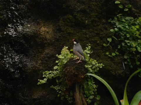 Java Finch - Padda oryzivora Stock-Fotos