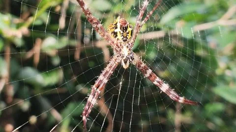 Java Garden Spider (Argiope) set up a net waiting for prey Foto stock