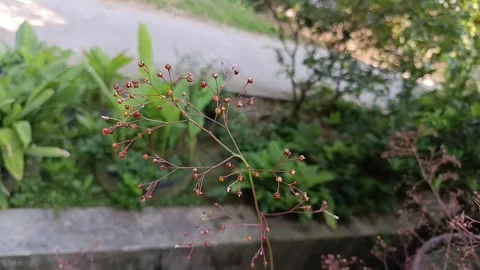 Java Ginseng Flower Blooming (Talinum paniculatum) Vídeos de archivo 339040593