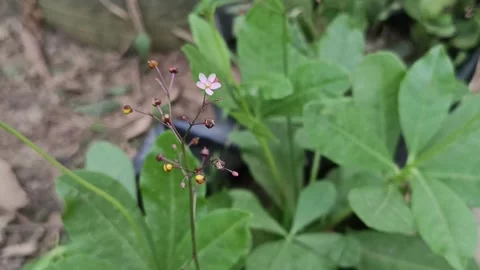 Java Ginseng Wildflowers Blooming in Tropical Garden Stock Footage 337898522