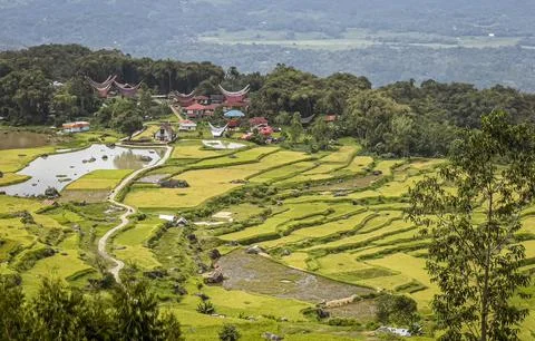 Java, Indonesia, June 13, 2022 - Terraced roce fields as seen from a road above Stock Photos