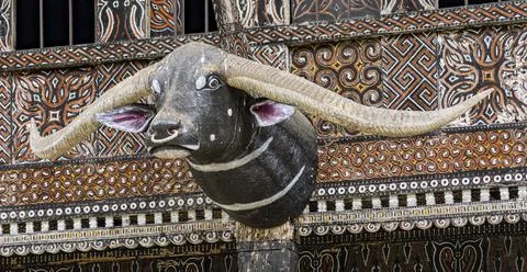 Java, Indonesia, June 13, 2022 - Bulls head mounted on the front of a Toraja Stock Photos