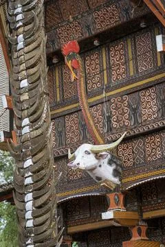 Java, Indonesia, June 13, 2022 - Bulls head mounted on the front of a Toraja Stock-Fotos