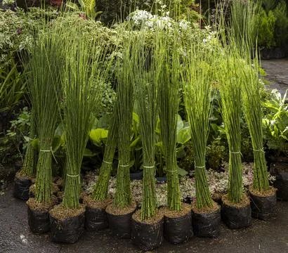 Java, Indonesia, June 13, 2022 - Baby bamboo shoots used for decoration after Foto stock