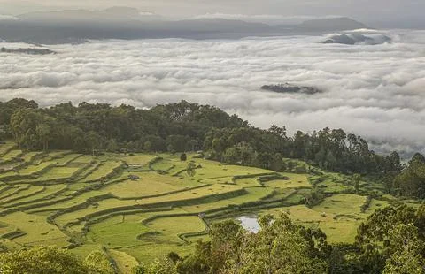 Java, Indonesia, June 13, 2022 - Terraced roce fields as seen from a road above Stock Photos