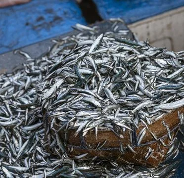 Java, Indonesia, June 13, 2022 - Tiny sardine-like fish are often dried and Stock Photos