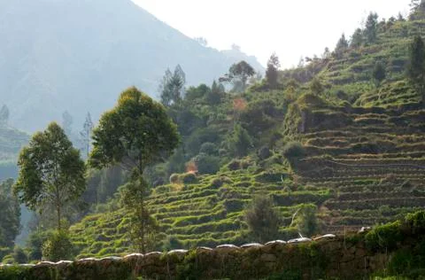 Java, Indonesia. A view from the mountain road on hills with green fields Fotos Stock