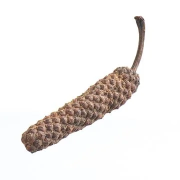 Java long pepper isolated on white, close up Fotos de archivo