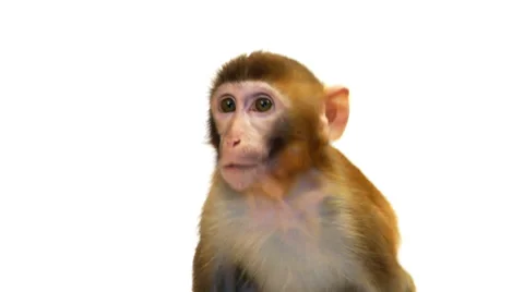 Java Macaque Monkey Isolated on White Background Stock Footage 32708632