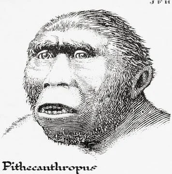 Java Man, aka Homo erectus erectus, formerly also Anthropopithecus erectus and P Ilustração Stock
