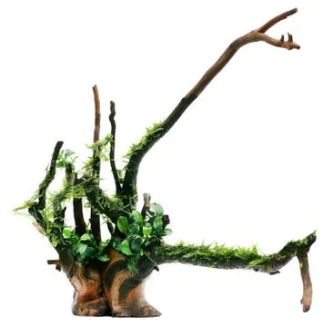 Java moss and anubias tied in bogwood Photos