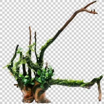 Java moss and anubias tied in bogwood Photos