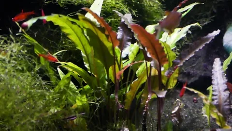 Java moss (Taxiphyllum barbieri) Stock Footage 205076519