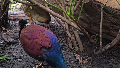 A Java mouse-deer  with bird Stock Footage 267673370