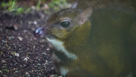 A Java mouse-deer Vídeo Stock 267705768