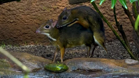 Java mouse-deer mating Stock Footage 277083091