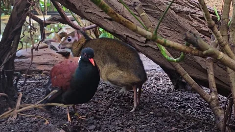 A Java mouse-deer resting Stock Footage 267647036