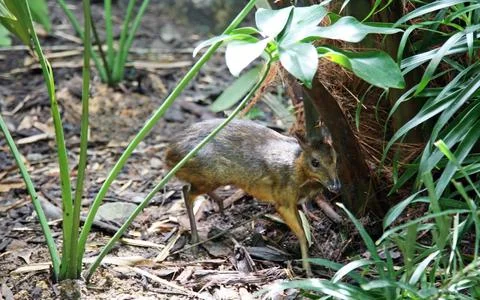 Java mouse-deer (Tragulus javanicus) the smallest artiodactyl on the planet Foto stock