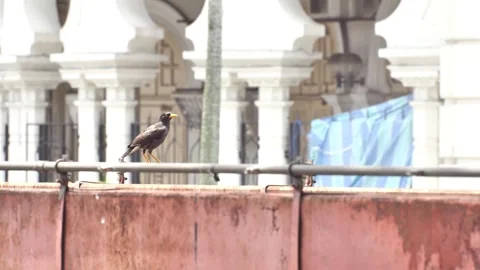 Java myna perched on a railing with water dripping in Kuala Lumpur Video stock 343738233