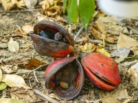 Java Olive fruit resting on ground among fallen leaves in Komodo Island, Fotos de archivo