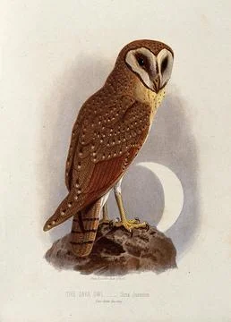 A Java owl (Strix javanica). Colour lithograph, ca. 1875. Illustration