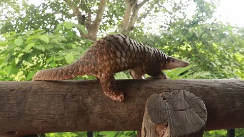 Java Pangolin climbs a wooden log.. Manis javanica on wood construction. It was 스톡 동영상 145344779
