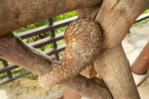 Java Pangolin climbs a wooden log.. Manis javanica on wood construction. It was Stock-Fotos