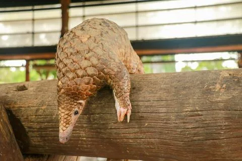 Java Pangolin climbs a wooden log.. Manis javanica on wood construction. It was Stock-Fotos