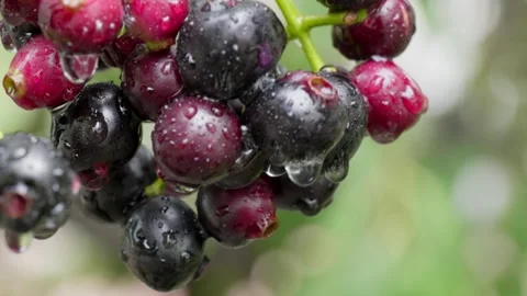 Java plum cluster dripping rain water close up shot 4k 25p Stock Footage 246512084