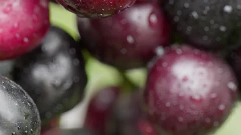 Java plum cluster with  rain water drops extreme close up shot 4k 25p Stock Footage 246512097