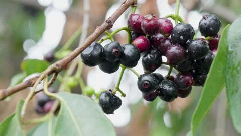 Java plum cluster with  rain water drops  4k 25p Stock Footage 246512126