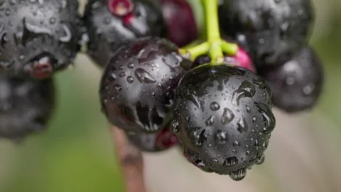 Java plum cluster with  rain water drops close up shot 4k 25p Stock Footage 246512132