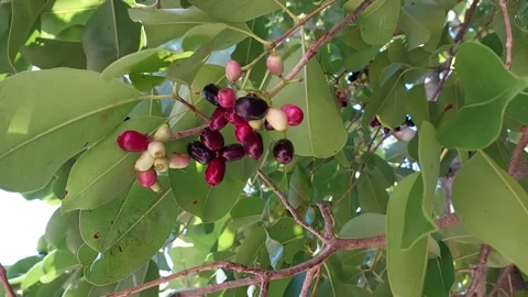 Java plum fruit or Syzygium cumini ripening on tree branch. Stock-Footage 335731734