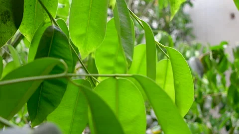 Java plum leaves close view of the foliage. Video stock 235306854