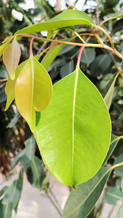 Java plum leaves Video stock 219598455