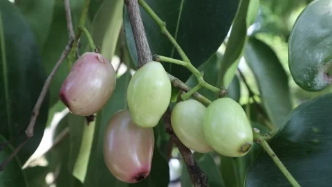 Java plum or black plum (Syzygium cumini) Video stock 259853590