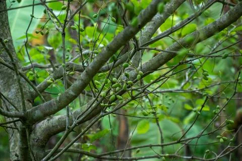 Java plum or jamun fruits or Syzygium cumini in immature green Fotos Stock