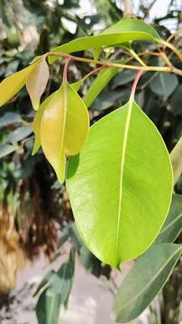 Java plum Stockfoto's