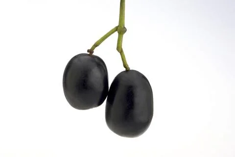 Java plum Fotos de archivo