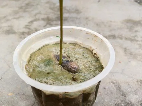 Java Plum Plant with drip irrigation - Drip Irrigation Installed for Tree P.. Stock Photos