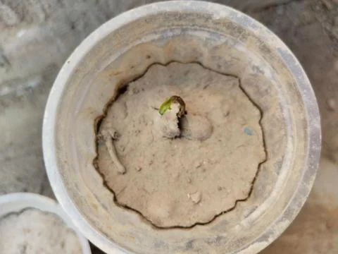 Java Plum Plant with drip irrigation - Drip Irrigation Installed for Tree P.. Foto stock