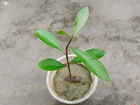 Java Plum Plant with drip irrigation - Drip Irrigation Installed for Tree P.. Stock Photos