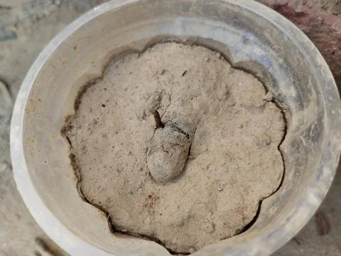 Java Plum Plant with drip irrigation - Drip Irrigation Installed for Tree P.. Stock Photos